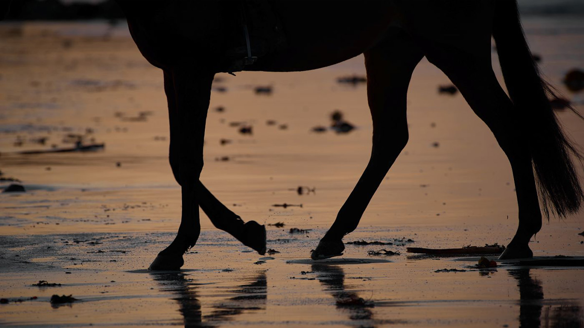 comment entretenir les pieds de son cheval en hier head