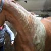 Pose du soin Cavasso Algues Intenses 2