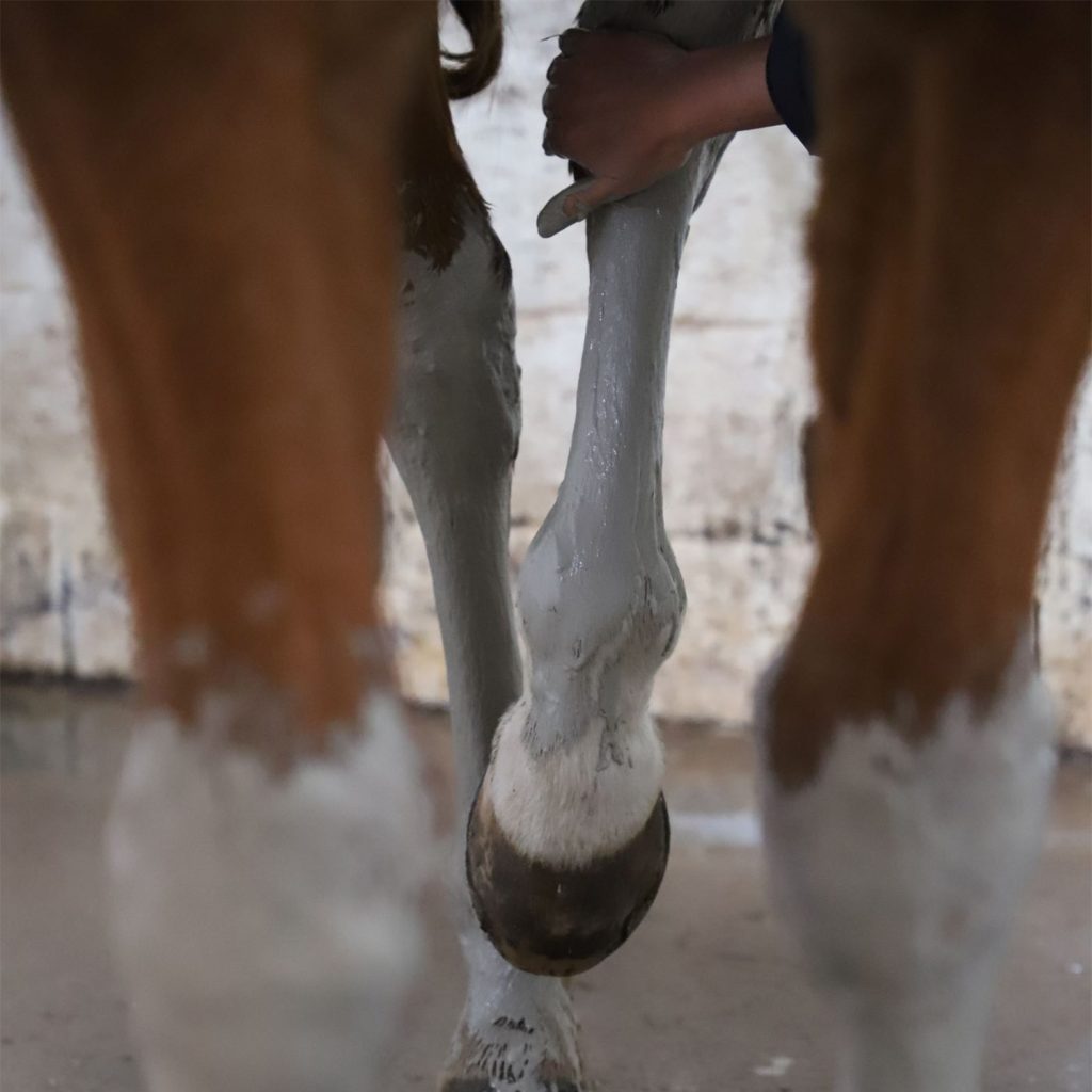 Boue marine. Pose 3. Soins pour les articulations du cheval