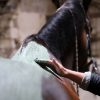 Application sur cheval du soin d'enveloppement chaud aux algues Cavasso