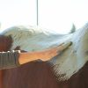 Application de la poudre d'algues pour décontracter les muscles et les tendons des chevaux
