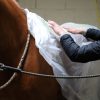 Film pour envelopper le cheval après l'application du soin à base d'algues. Pour la préparation et la récupération du cheval de sport