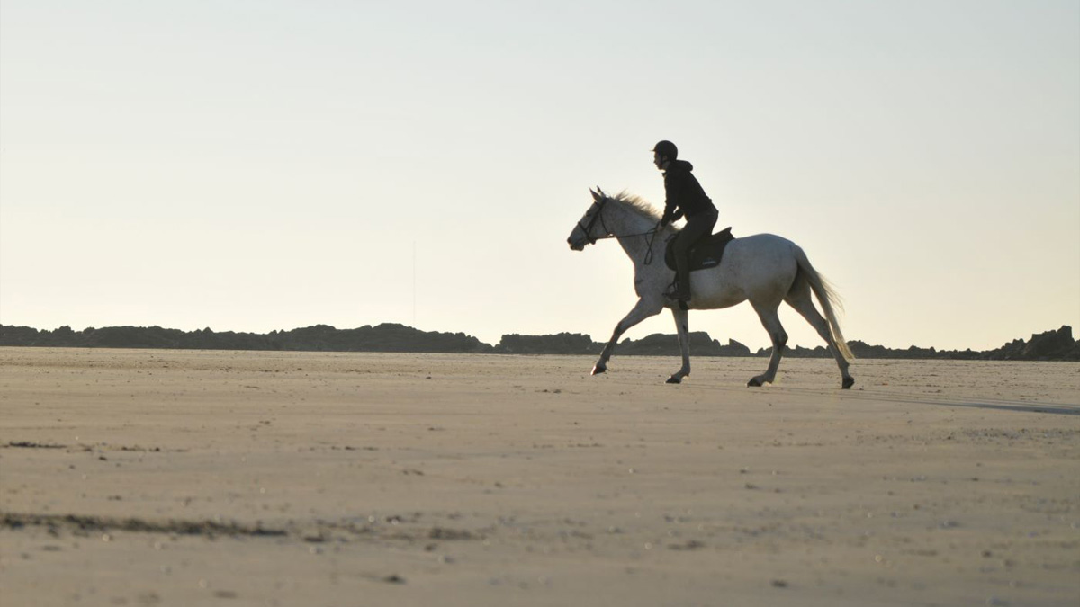 Chauffer les muscles du dos du cheval par le massage - Header