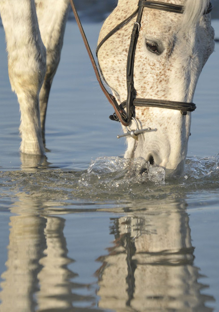 Cavasso, la passion des chevaux et de la mer