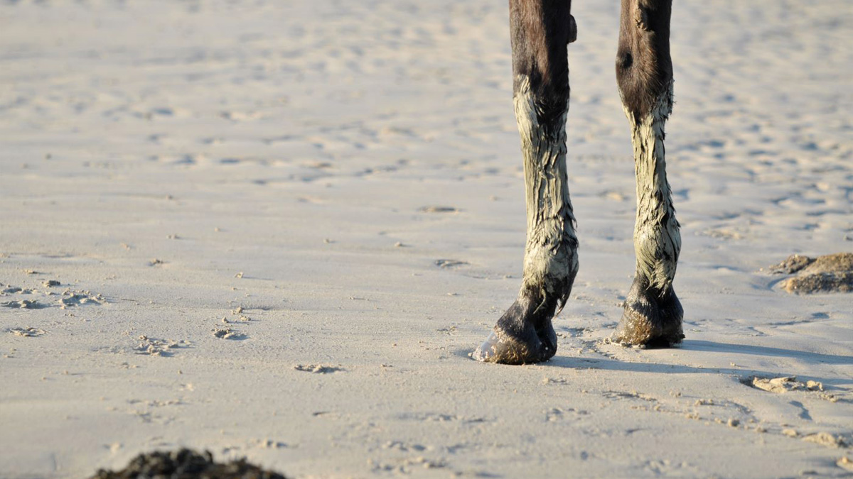 Comment soigner l'engorgement chez le cheval header