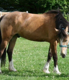cavasso-et-ses-chevaux-11-chevaux-de-concours-snappy