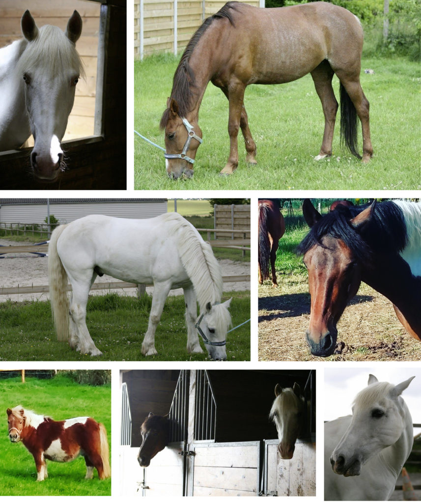 cavasso-et-ses-chevaux-14-chevaux-de-club