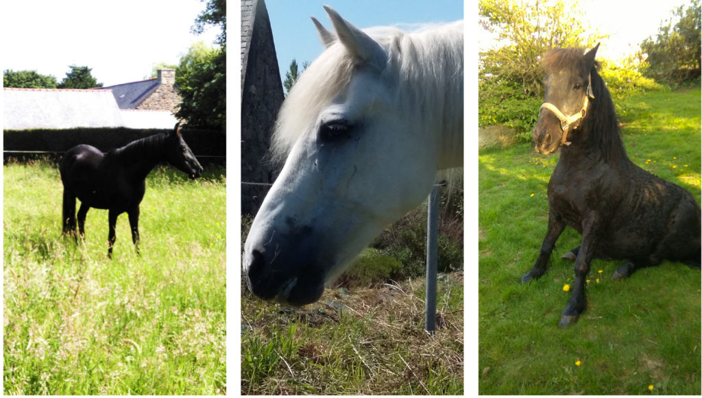 cavasso-et-ses-chevaux-15-chevaux-retraites