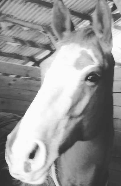 cavasso-et-ses-chevaux-2-purcell