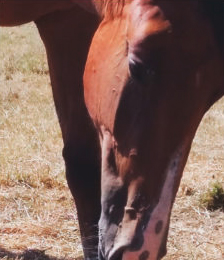 cavasso-et-ses-chevaux-7-etna-dla-rousserie