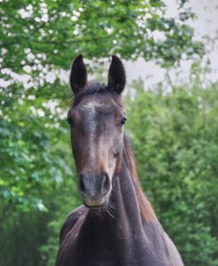 cavasso-et-ses-chevaux-9-Heaven-Nice
