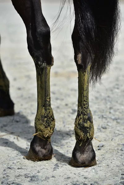 engorgement des memebres postérieurs d'un cheval soignée par la Pates à base d'argile et d'algues Algues Intenses de Cavasso