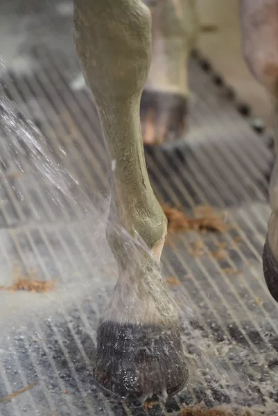 jambe antéireure d'un cheval à la douche, pour évacuer la Pate Algues Argile Cavasso