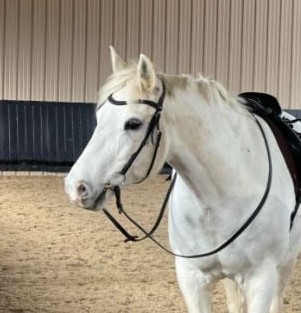 le poney blanc de Magali