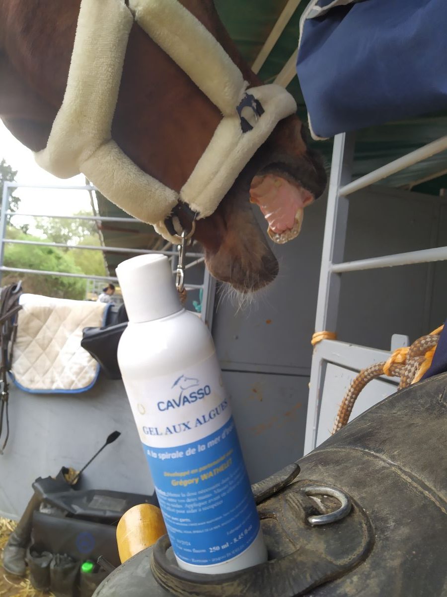 un cheval baille devant son boxe, en concours de CCE. Devant lui, un flacon de Gel aux Algues Cavasso.