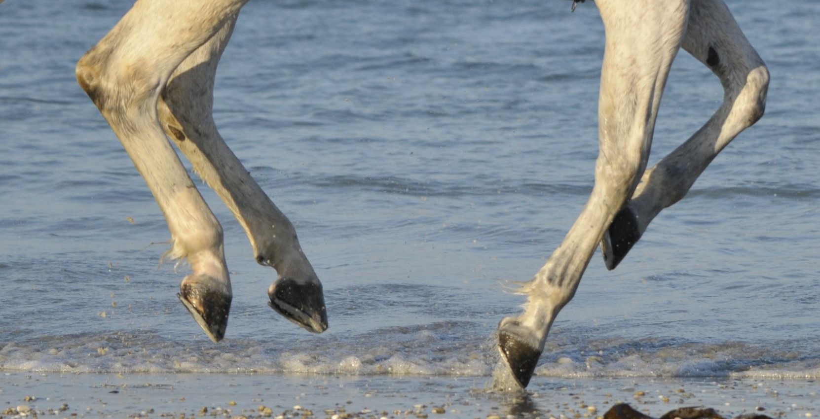 les sabots d'un cheval en suspension, au galop, en bord de mer