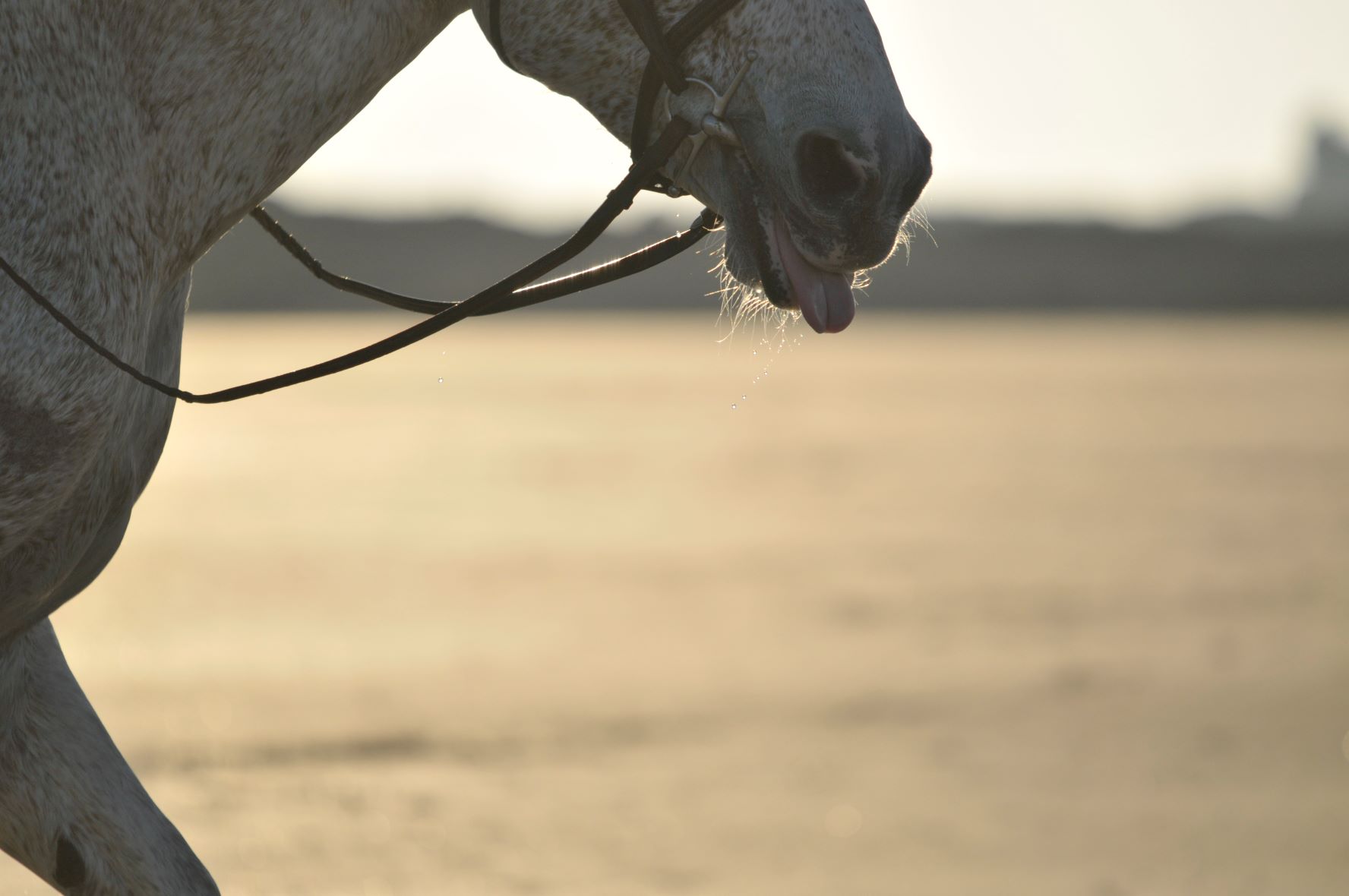 cheval à contre jour qui tire la langue