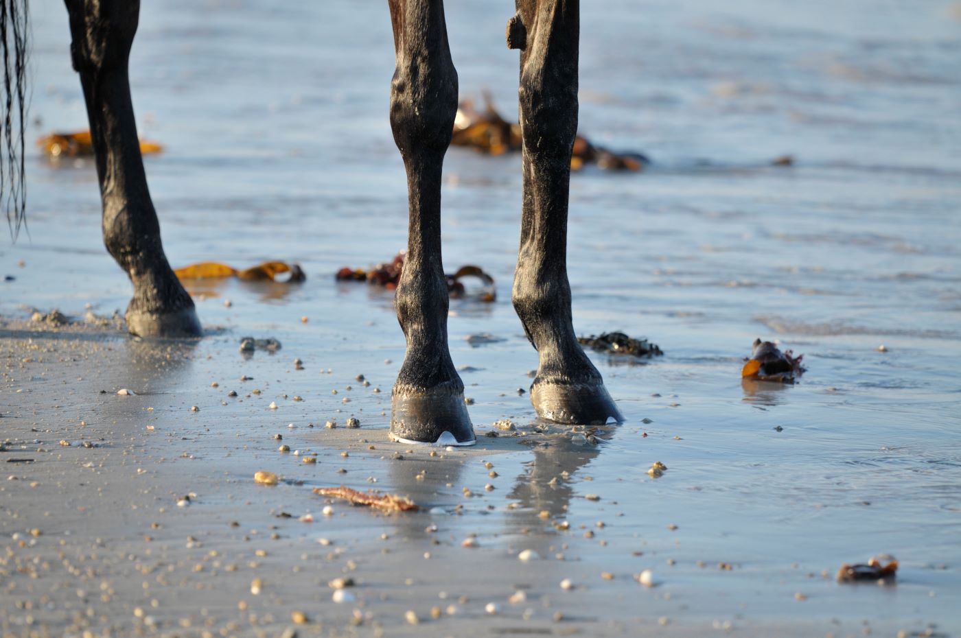 sabots d'un cheval sur la plage, en bord de mer