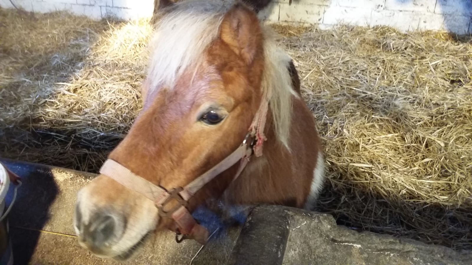poney shetland pie alezan et blanc passant la tête au-dessus de la paroi de son box