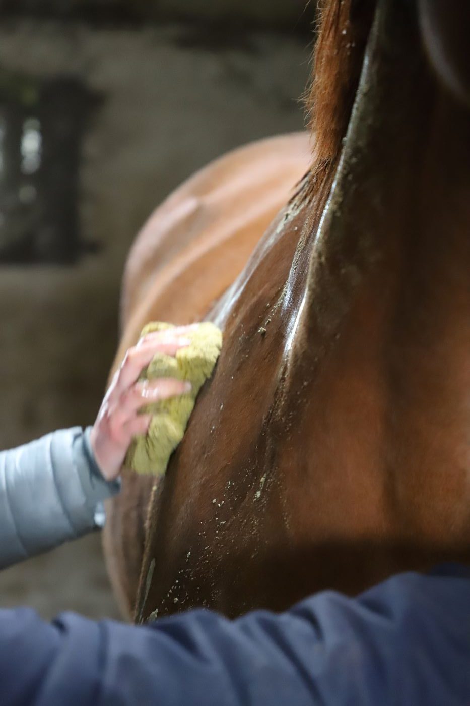 Rinçage d'un cheval avec une éponge.
