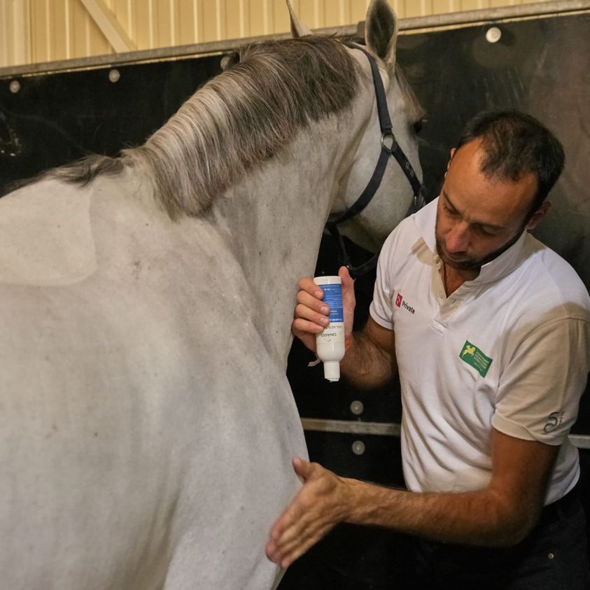 Sylvain Benoit appliquant du Gel aux Algues Cavasso sur un cheval