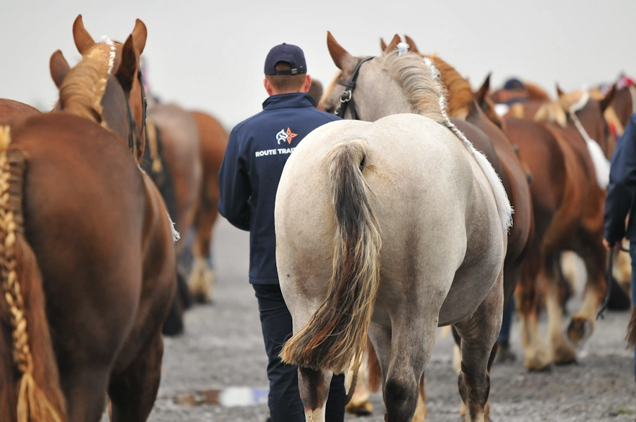 croupes de chevaux de trait toilettés