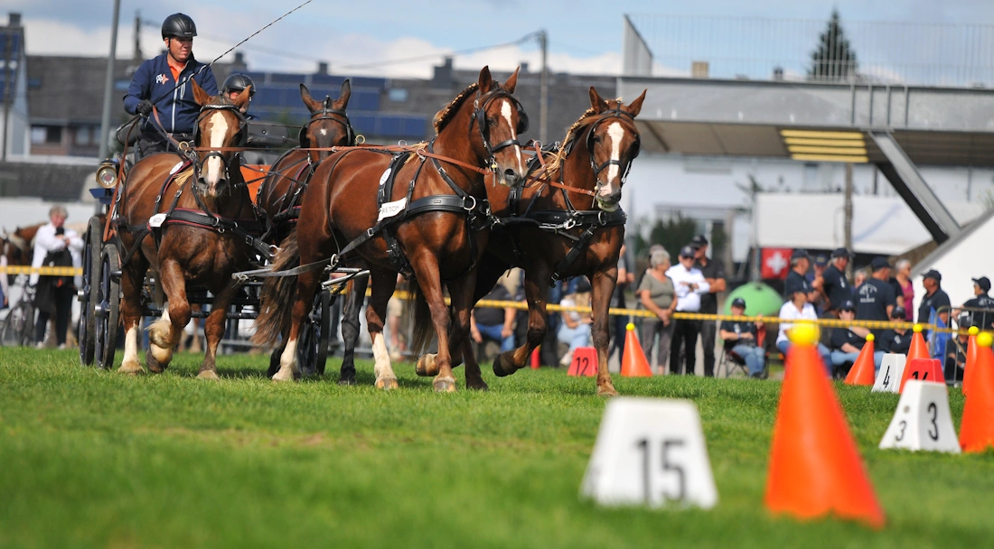 Attelage à quatre chevaux bretons sur l'épreuve de maniabilité lors de la Route du Luxembourg Belge 2023. L'attelage se dirige vers les cônes qui matérialisent une porte, devant le public.