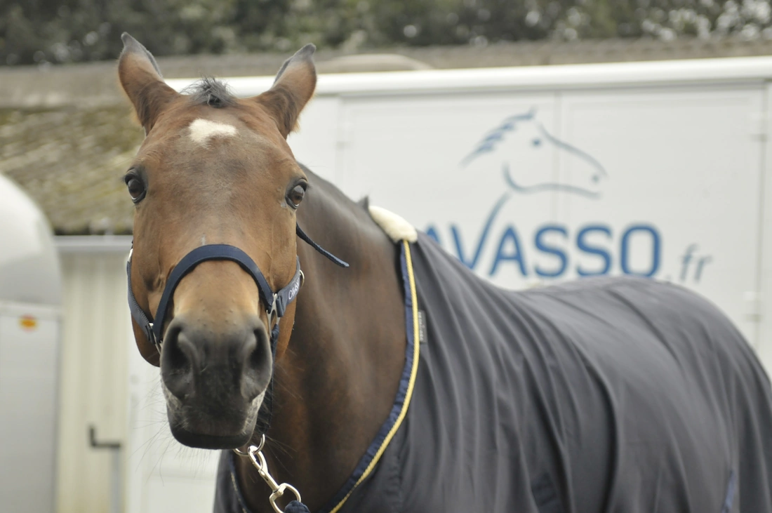 Jument portant uen couverture après un soin Cavasso devant le camion de transport de chevaux siglé Cavasso