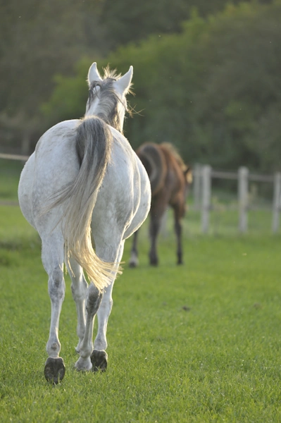 Entretenir les sabots d'un cheval qui vit au pré