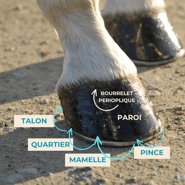 anatomie du sabot du cheval