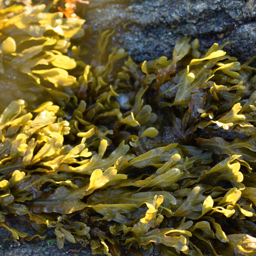 Algue Fucus Spiralis