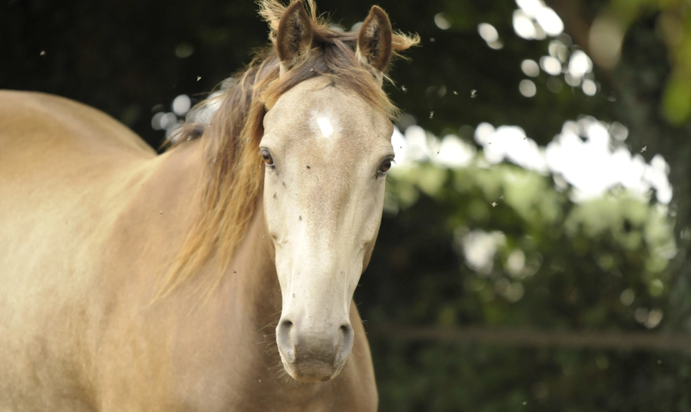cheval agacé par les insectes piqueurs