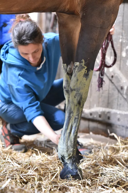 une jeune femme soigne un cheval de sport en appliquant la pate Cavasso Algues Intenses sur les membres pour drainer et défatiguer après l'effort sportif