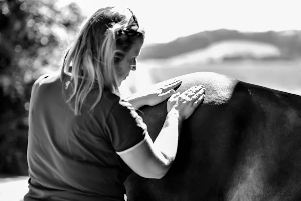 massage de la croupe d'un cheval pour détendre les muscles, relacher les tensions, apporter du confort