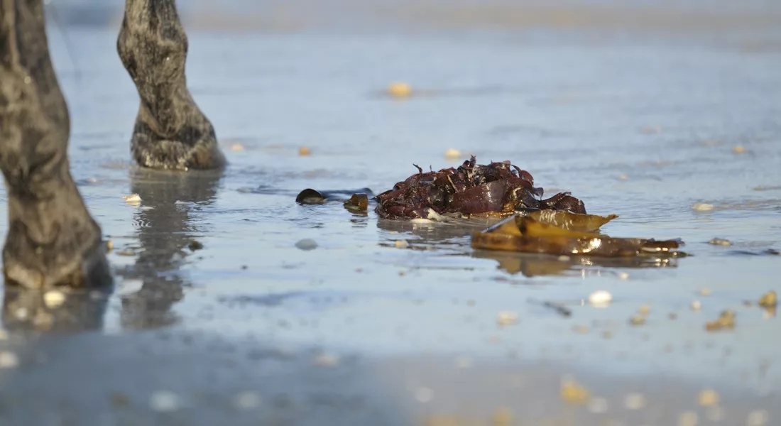 algues brunes sur la plage