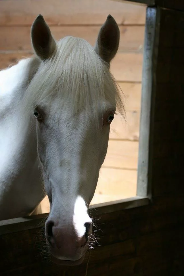 cheval de club dans son box