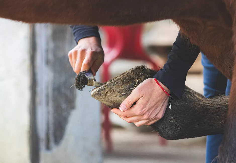 les mains d'une cavalières occupée à curer les pieds de son cheval