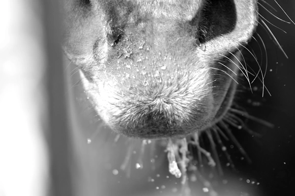 le nez d'un cheval avec des gouttes d'eau qui tombent après qu'il se soit abreuvé