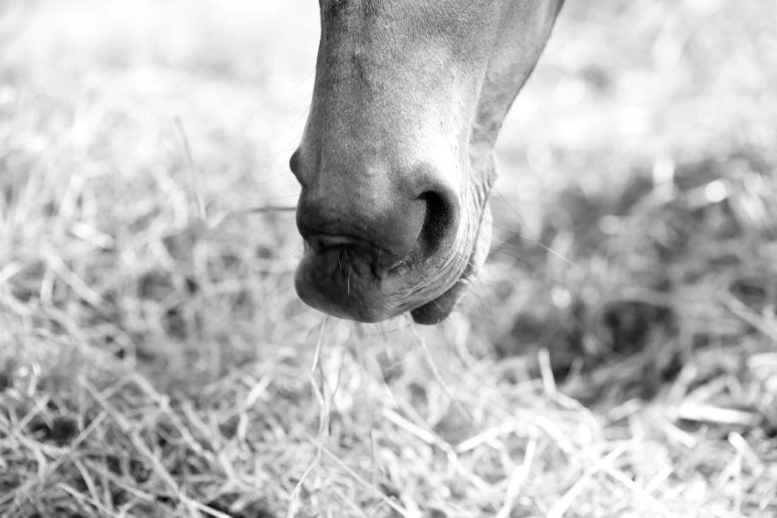 le nez d'un cheval mangeant du foin